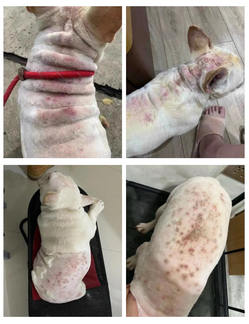 法斗患上皮肤病怎么治
