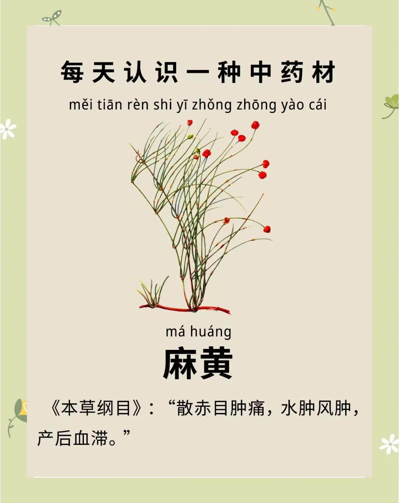 麻黄草的功效与作用