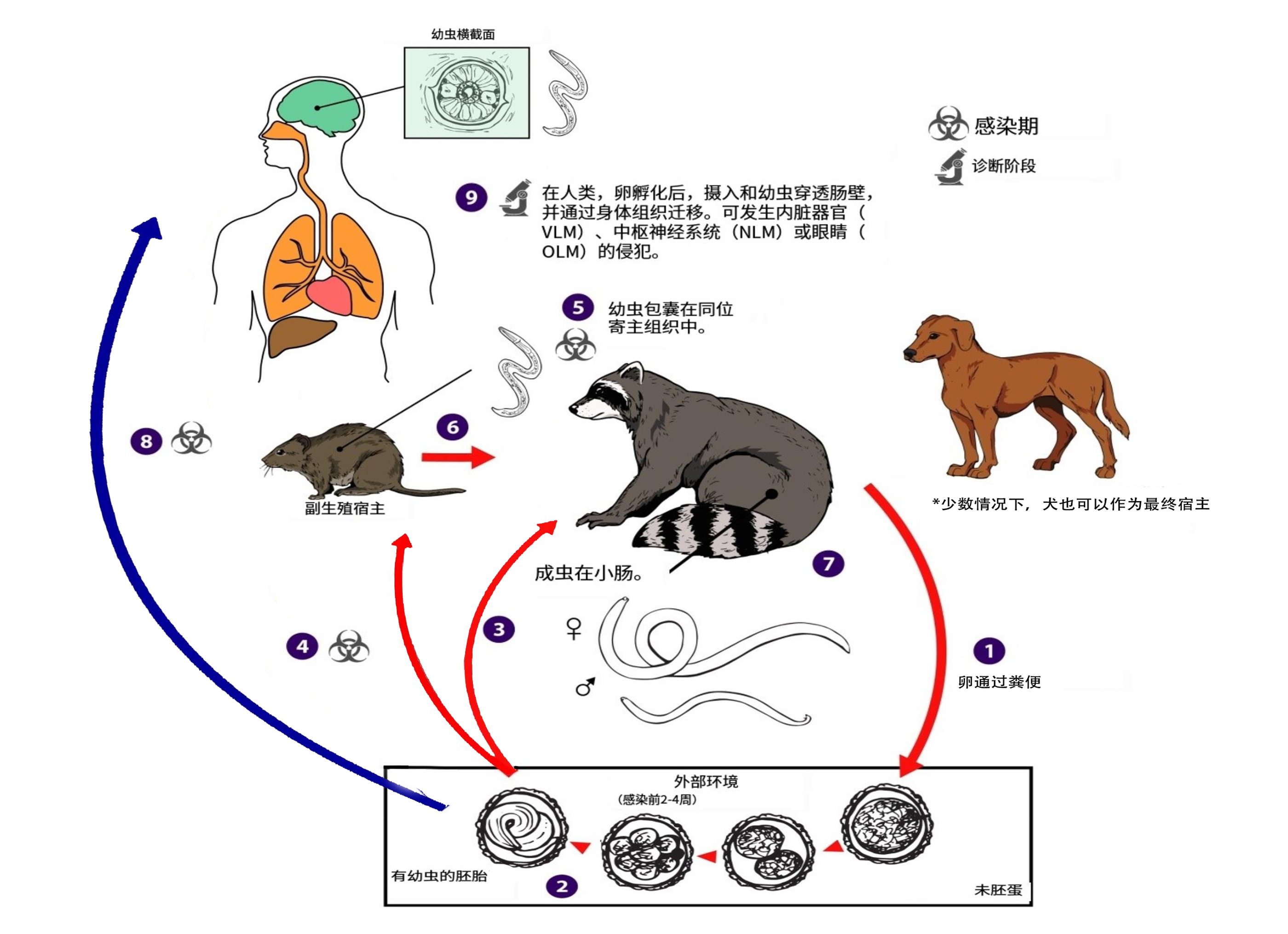 肠蛔虫病怎么治