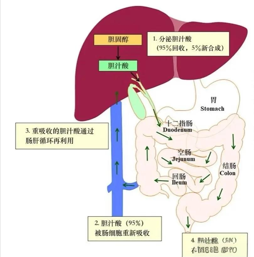 总胆汁酸高是怎么回事
