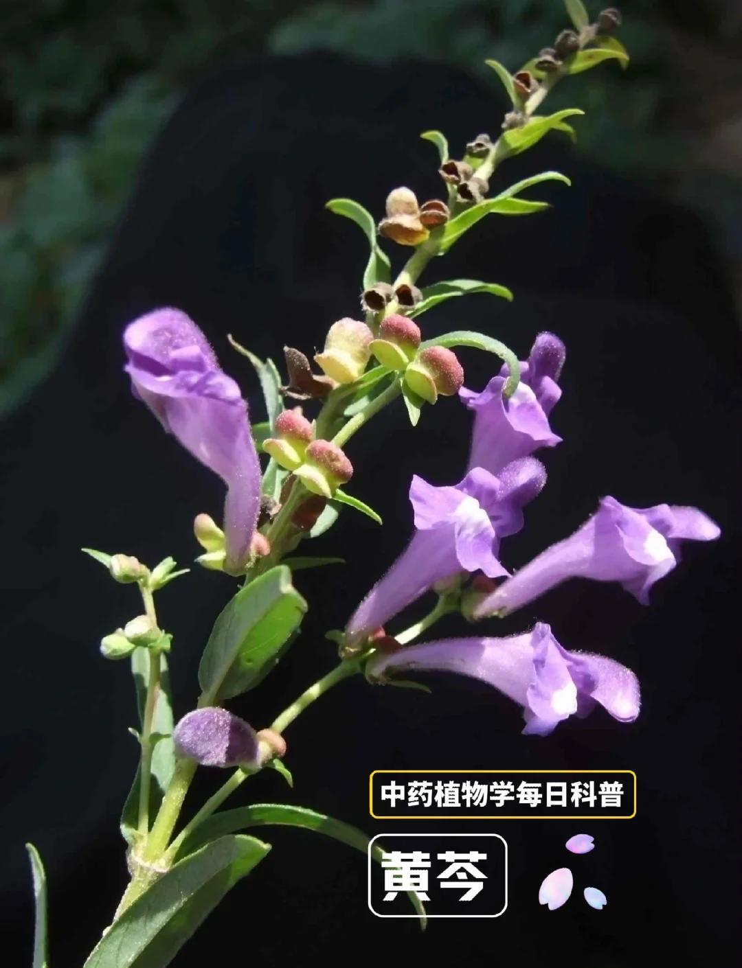 黄芩的作用和功效是什么?