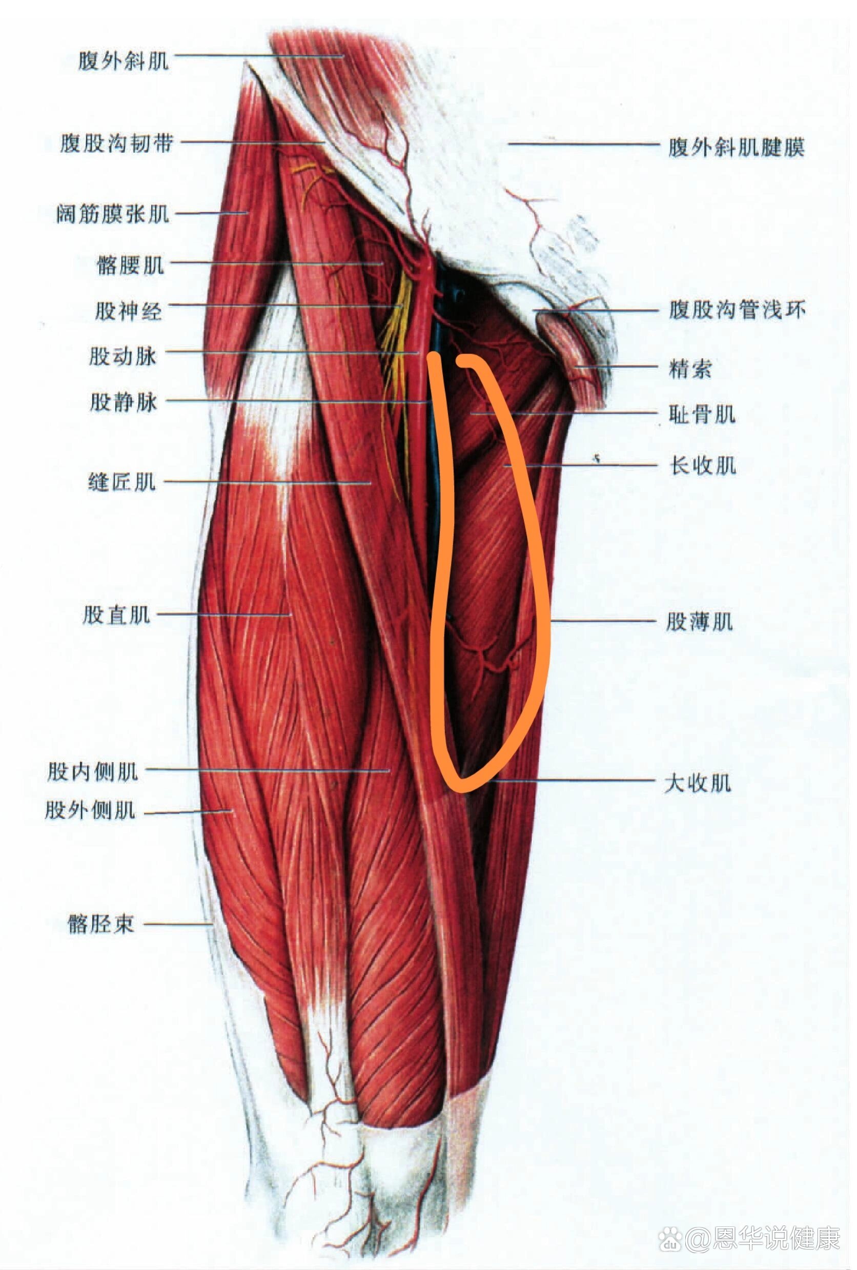 大腿内侧疼痛怎么回事