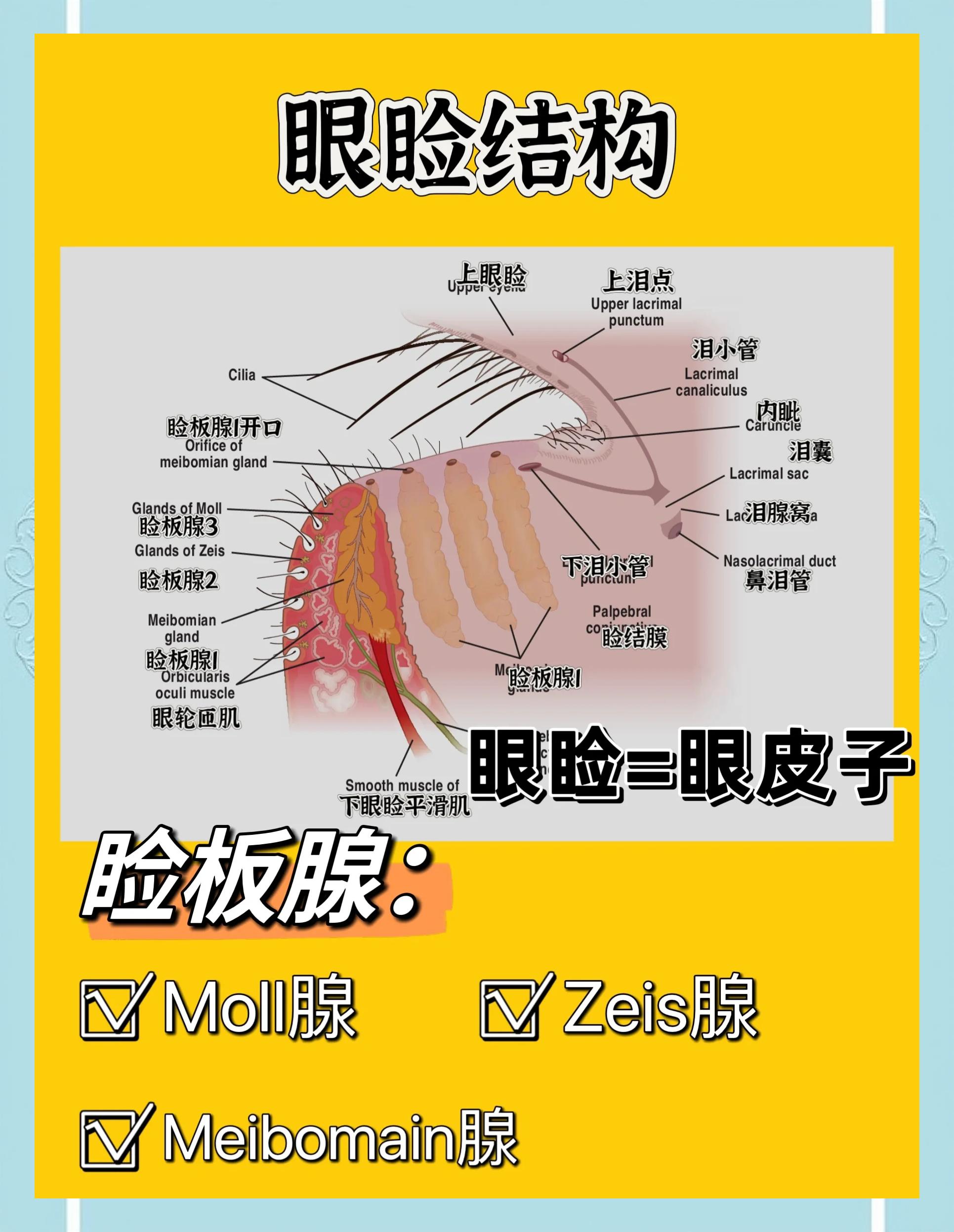 睑板腺在哪里?