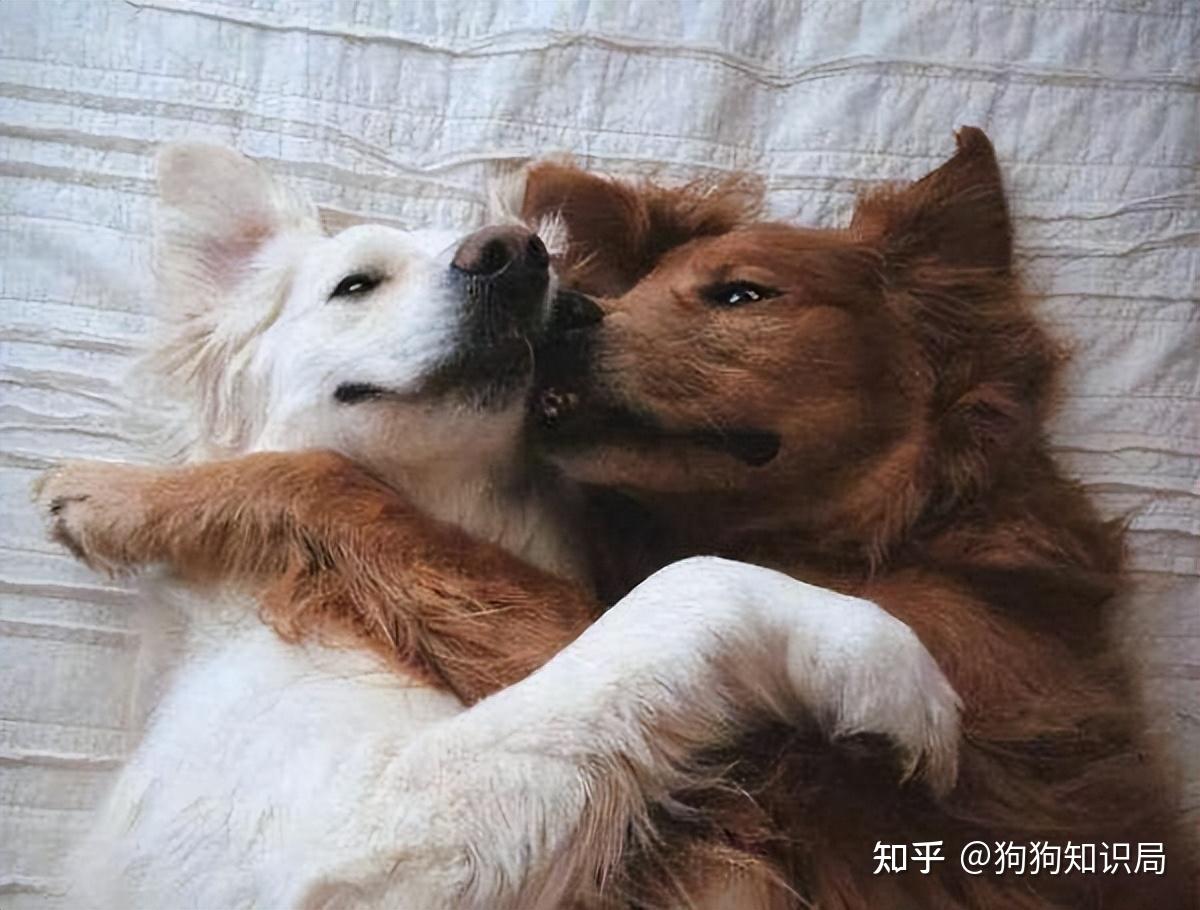 人和狗交配会不会有快感呢细越好!