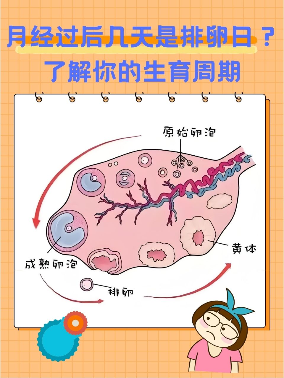 排卵期怀孕几率有多大?