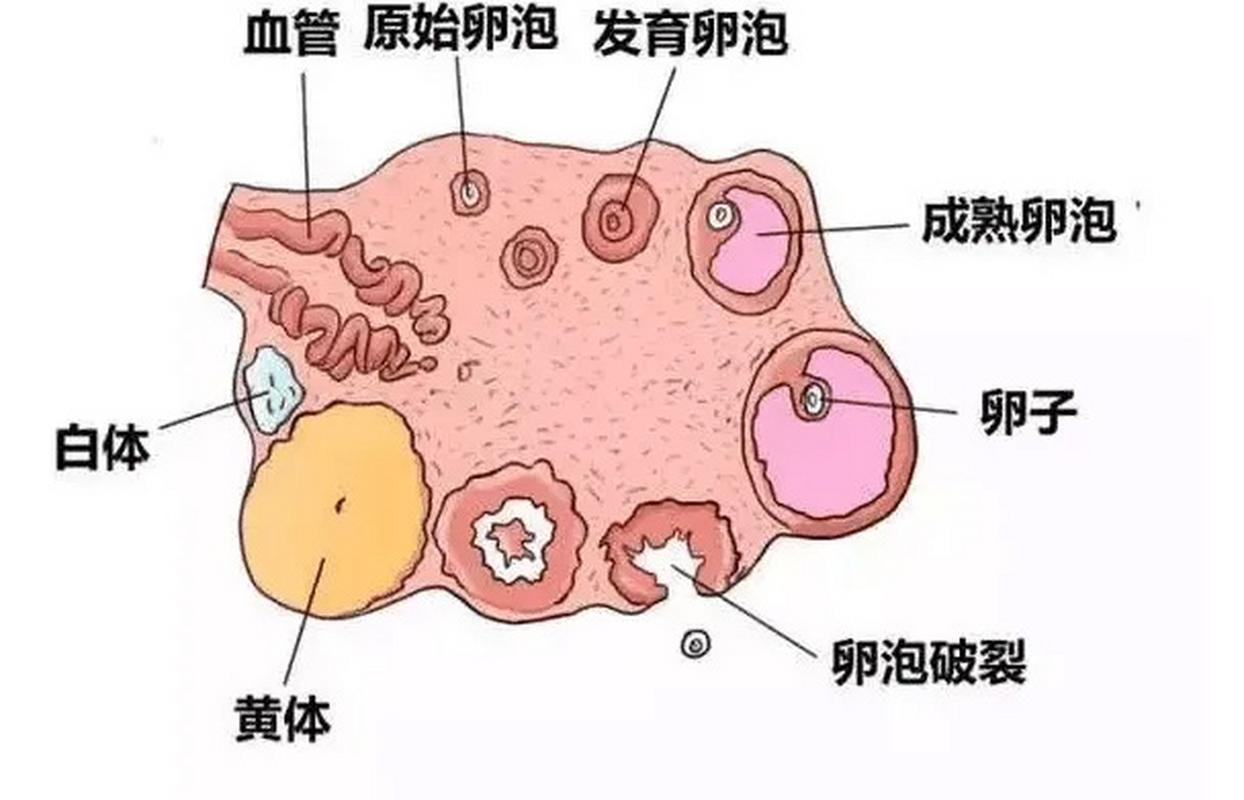 卵泡多大才成熟