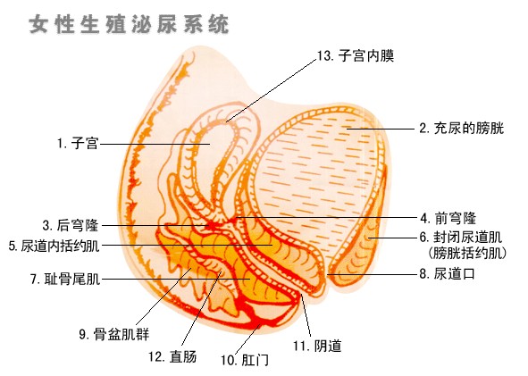 阴道口位置的图片