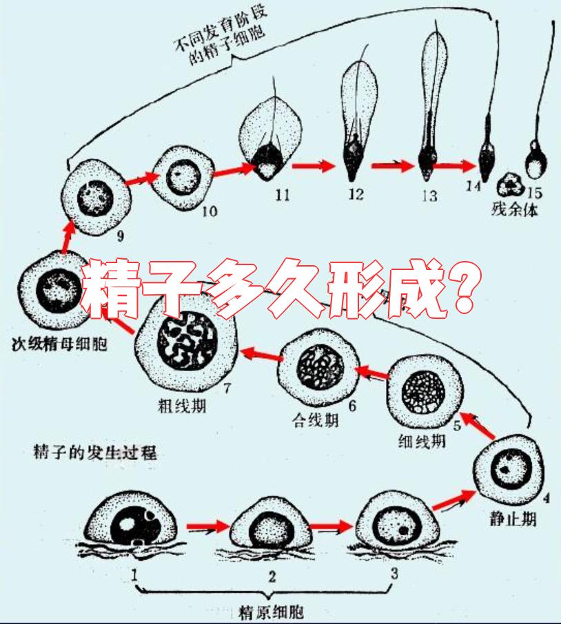精子和卵子的存活时间有多久?