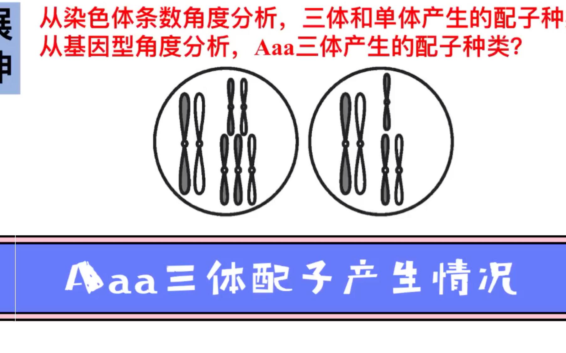 什么是16号染色体三体