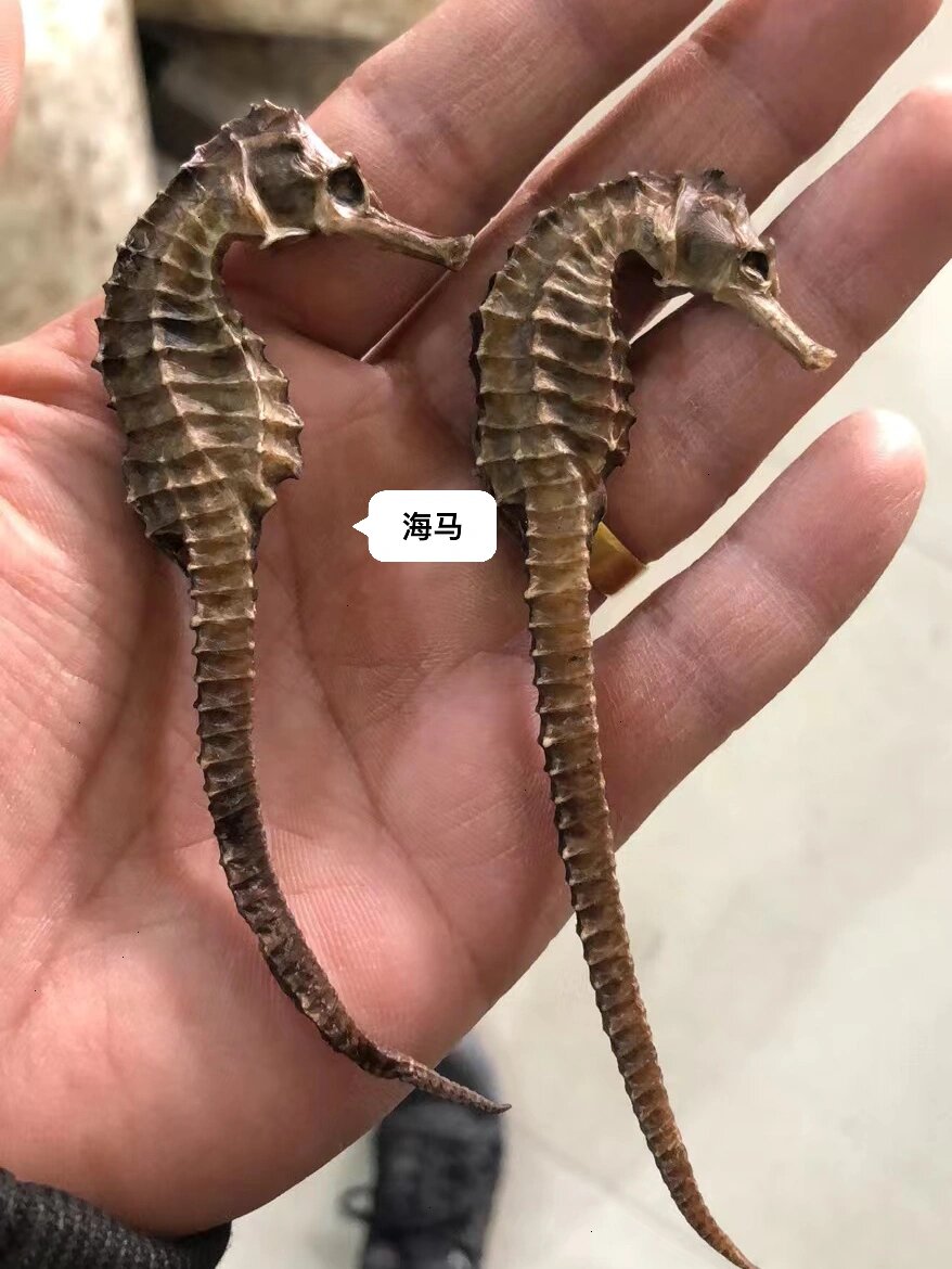 中药海马的功效与作用