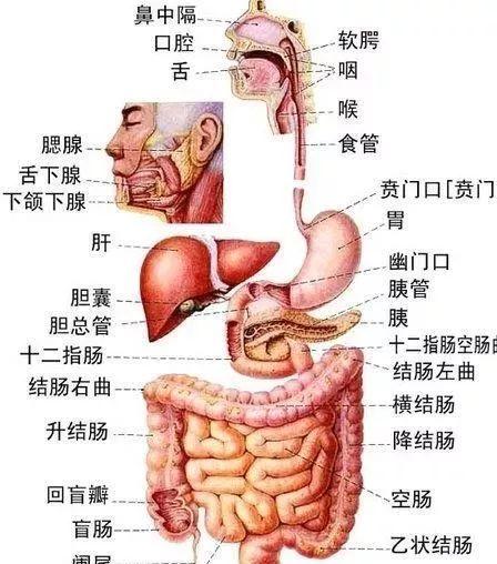 人的右下腹是什么器官呢?