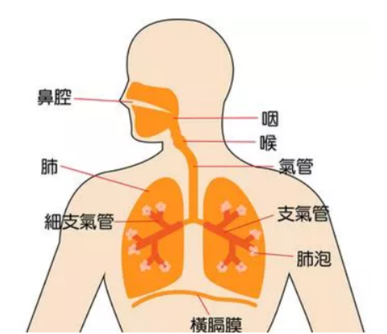 毛细支气管炎怎么回事