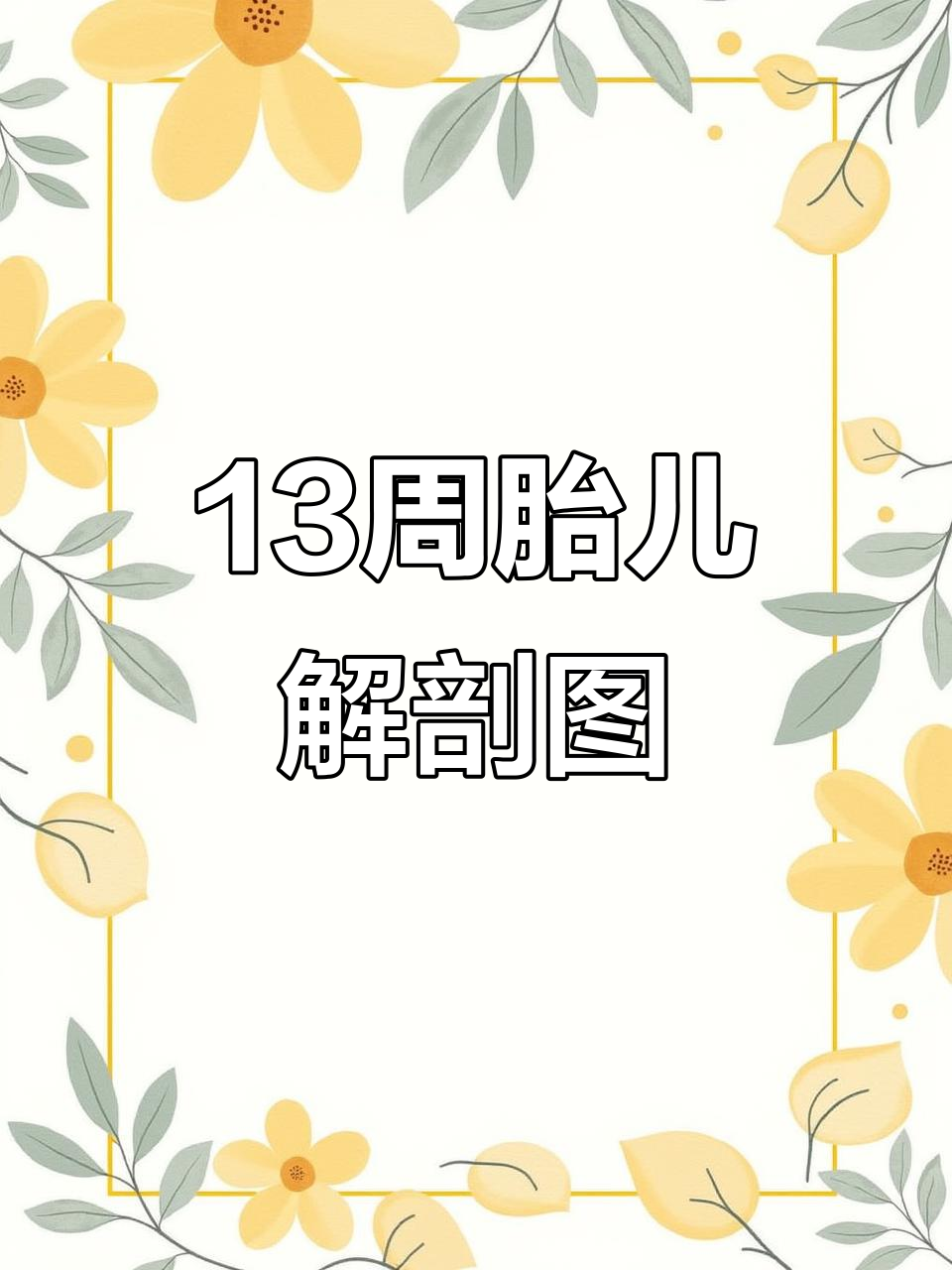 13周胎儿大小
