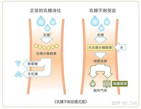 喝纯牛奶拉肚子是怎么回事