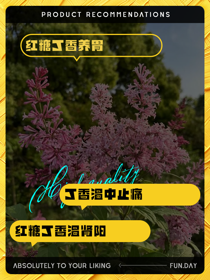 中药丁香的功效和作用