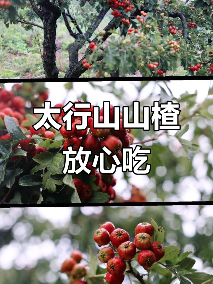 怀孕能吃山楂?