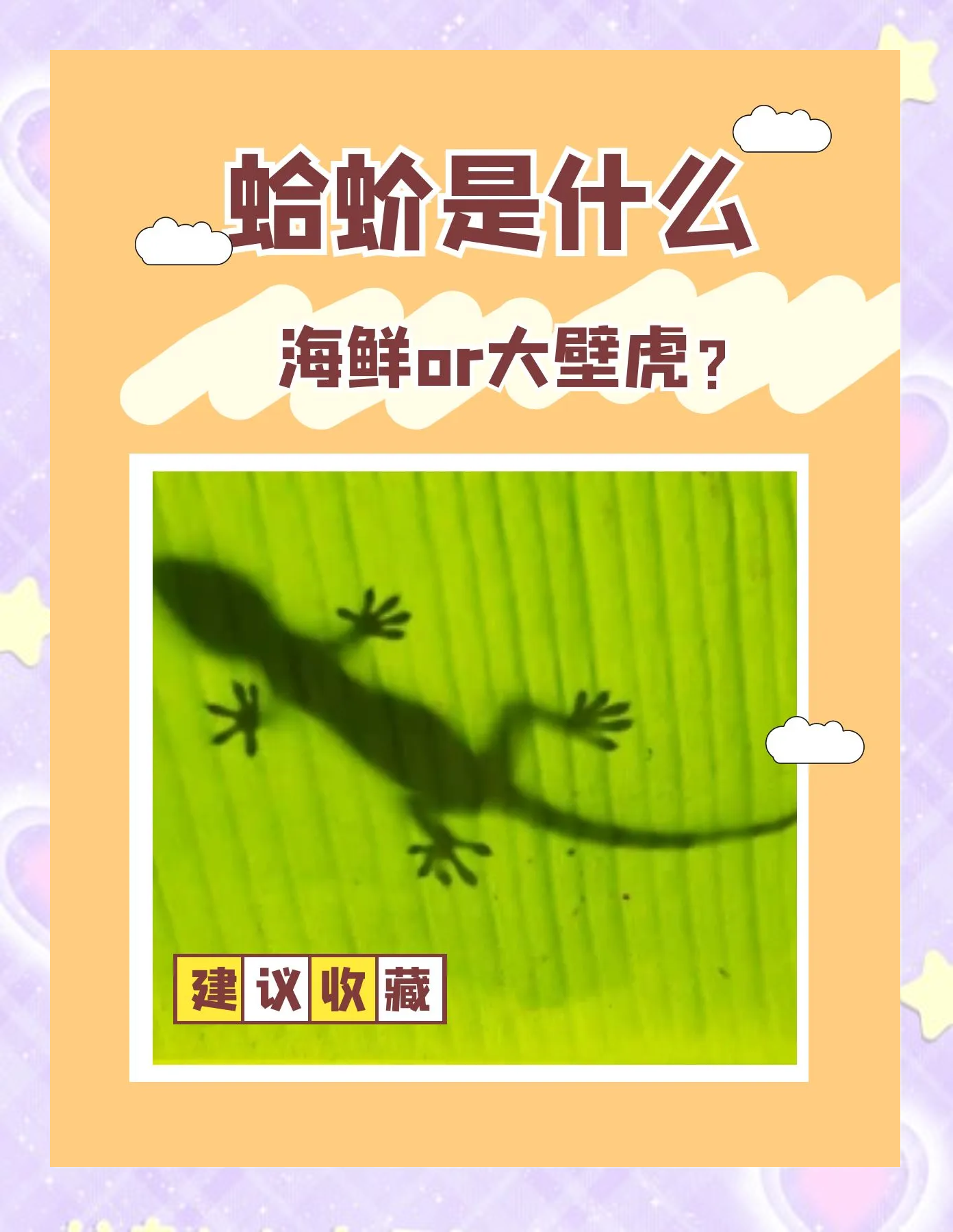 蛤蚧的作用和功效是什么?