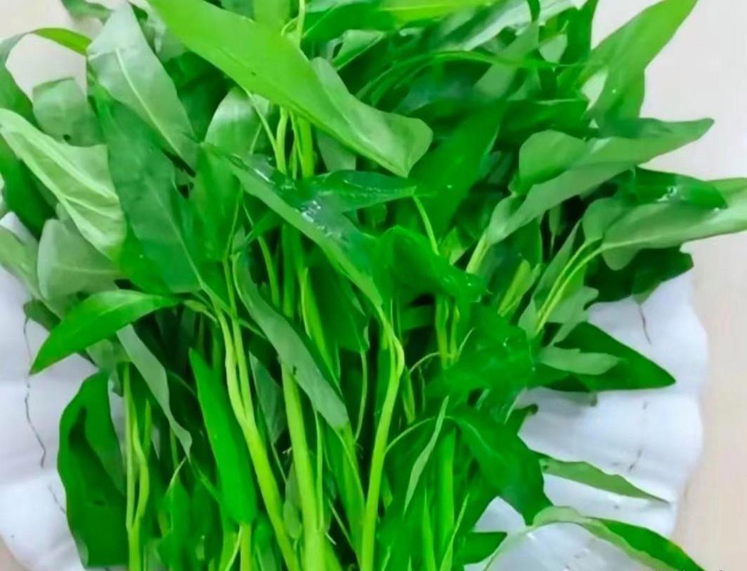 空心菜叶子可以吃吗?