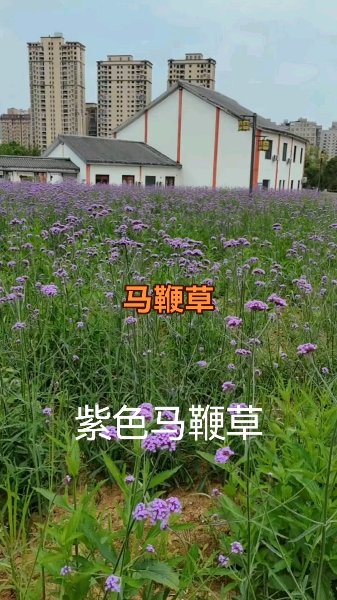 马鞭草的功效与作用