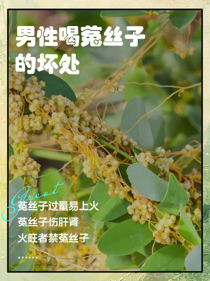 菟丝子的副作用