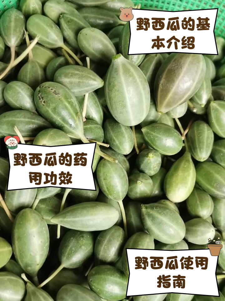 野西瓜治风湿的用法