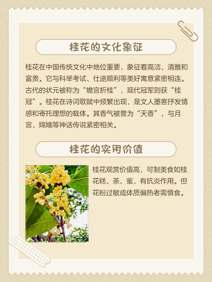 桂花的功效与作用