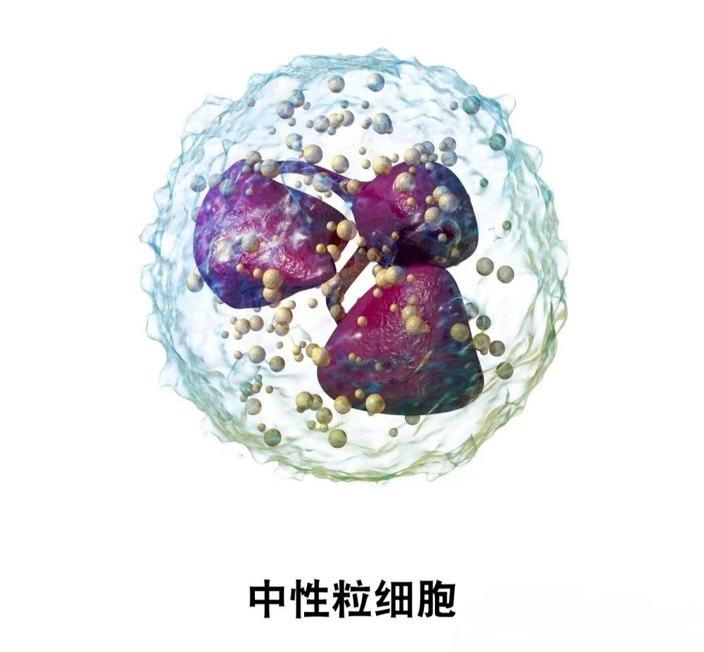 中性粒细胞低,严重吗?
