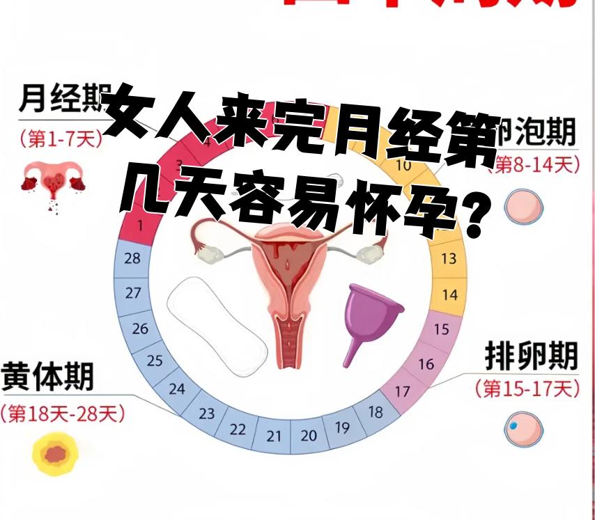 女性生理周期