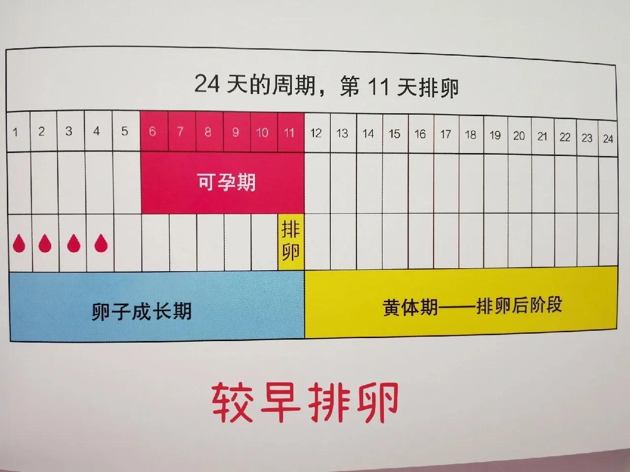 怎么怀孕机率大