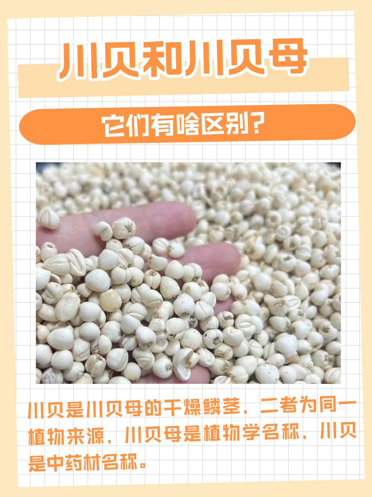 川贝母的功效和作用有哪些?