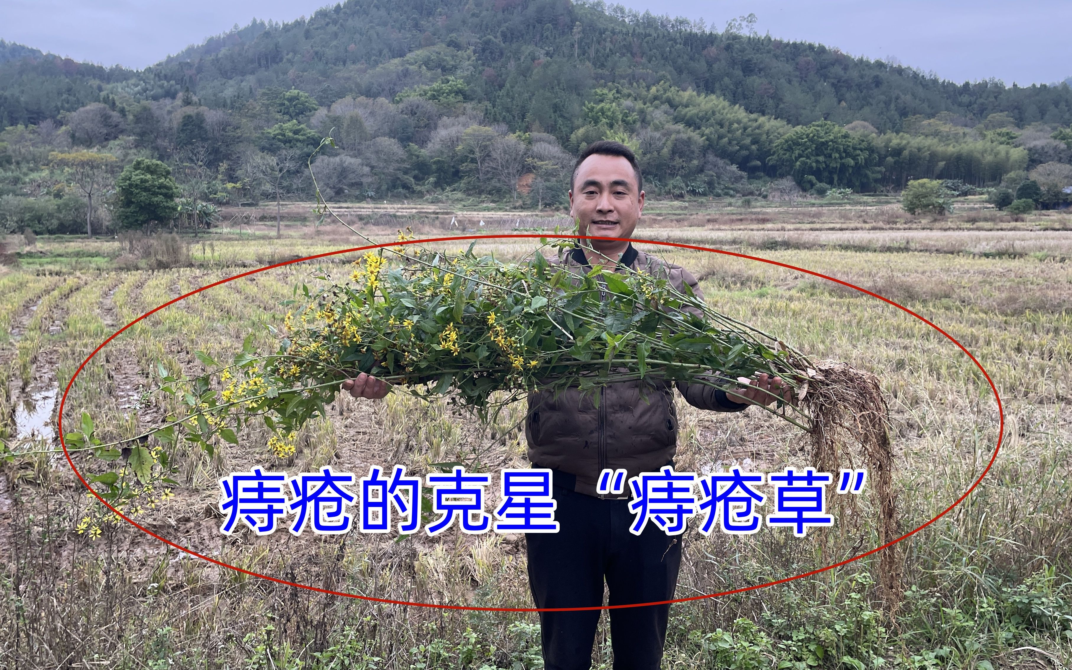 治疗痔疮的中草药有哪些