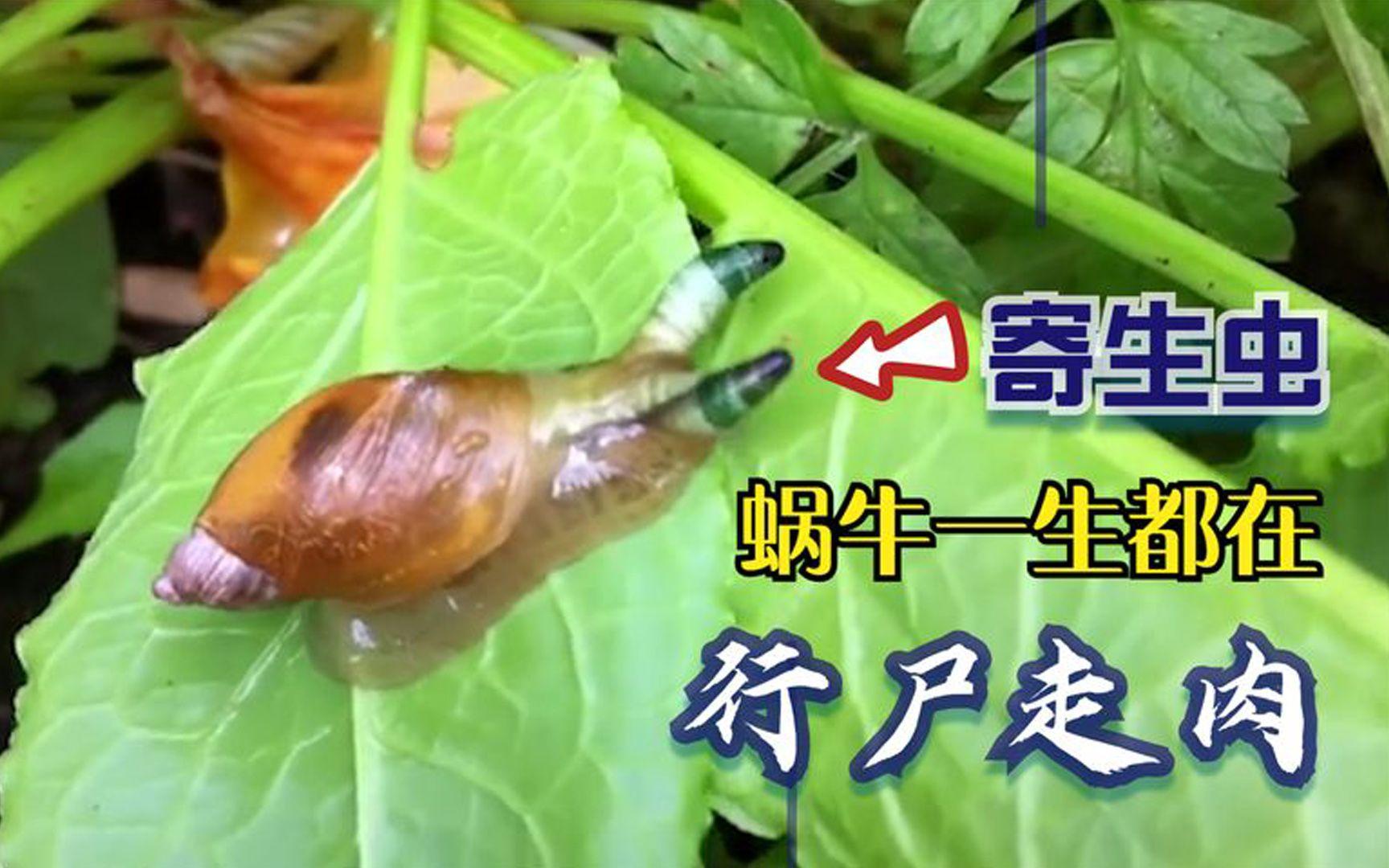 关于蜗牛寄生虫的问题