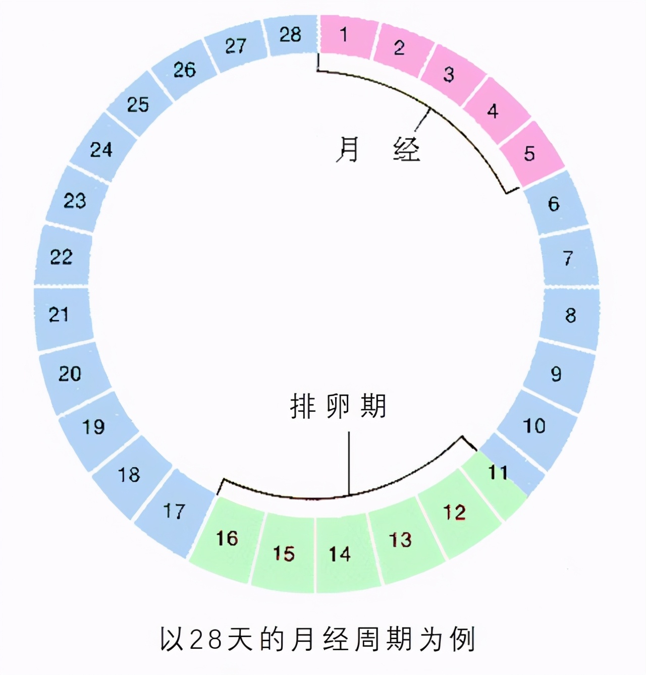 产后多久会排卵