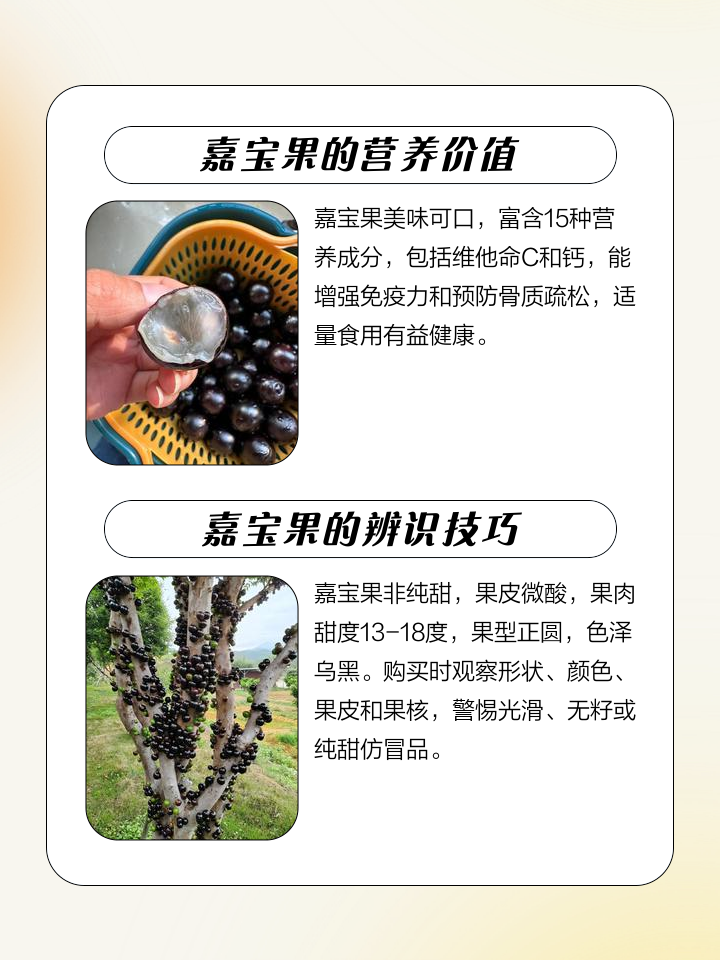 嘉宝果的营养价值及功效
