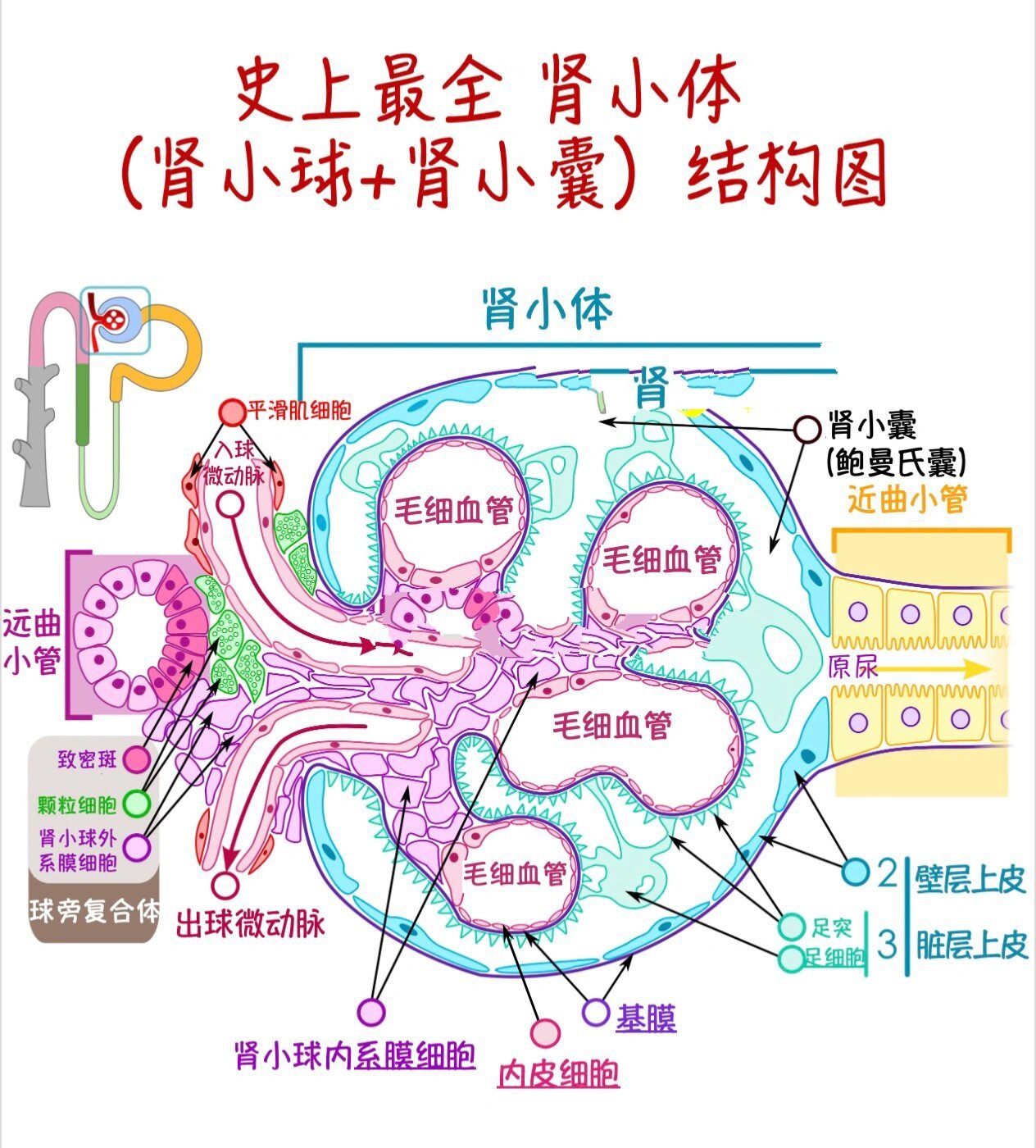 急性肾衰竭有哪些症状
