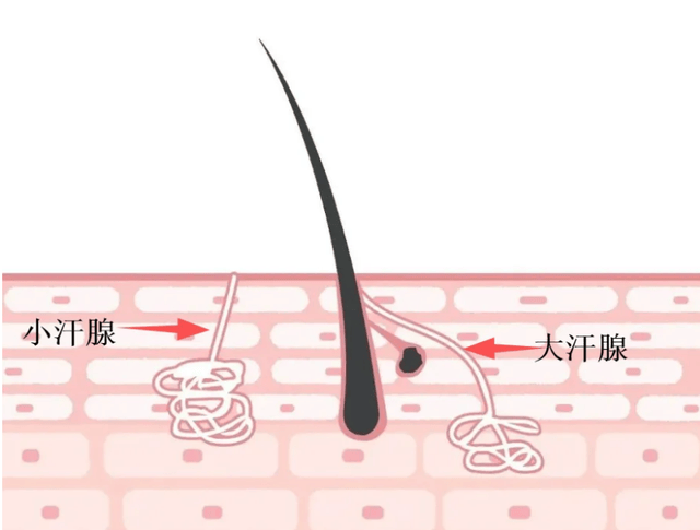 把汗腺割掉有什么不好的地方?