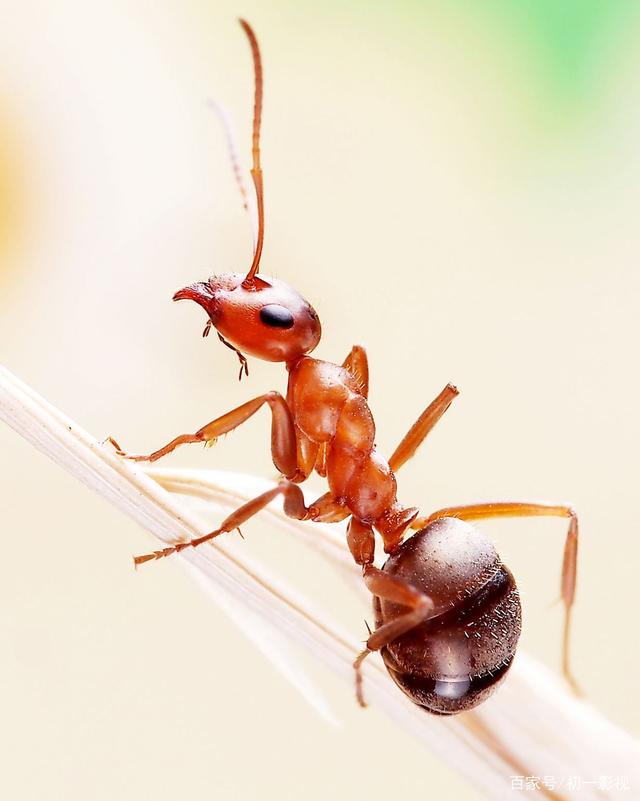 我星期六去钓鱼,结果左腰那里有可能被蚂蚁咬了