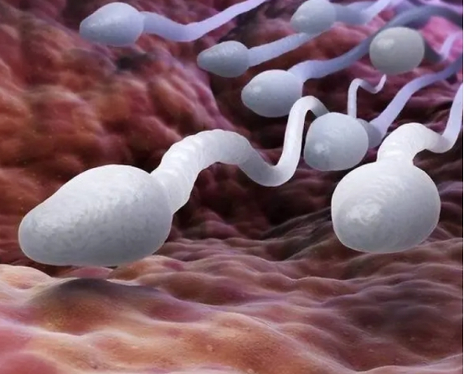 精子在体内能存活多久