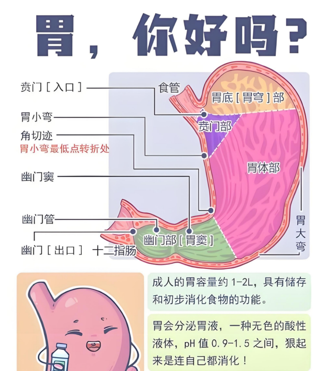 吃撑了怎么快速消化