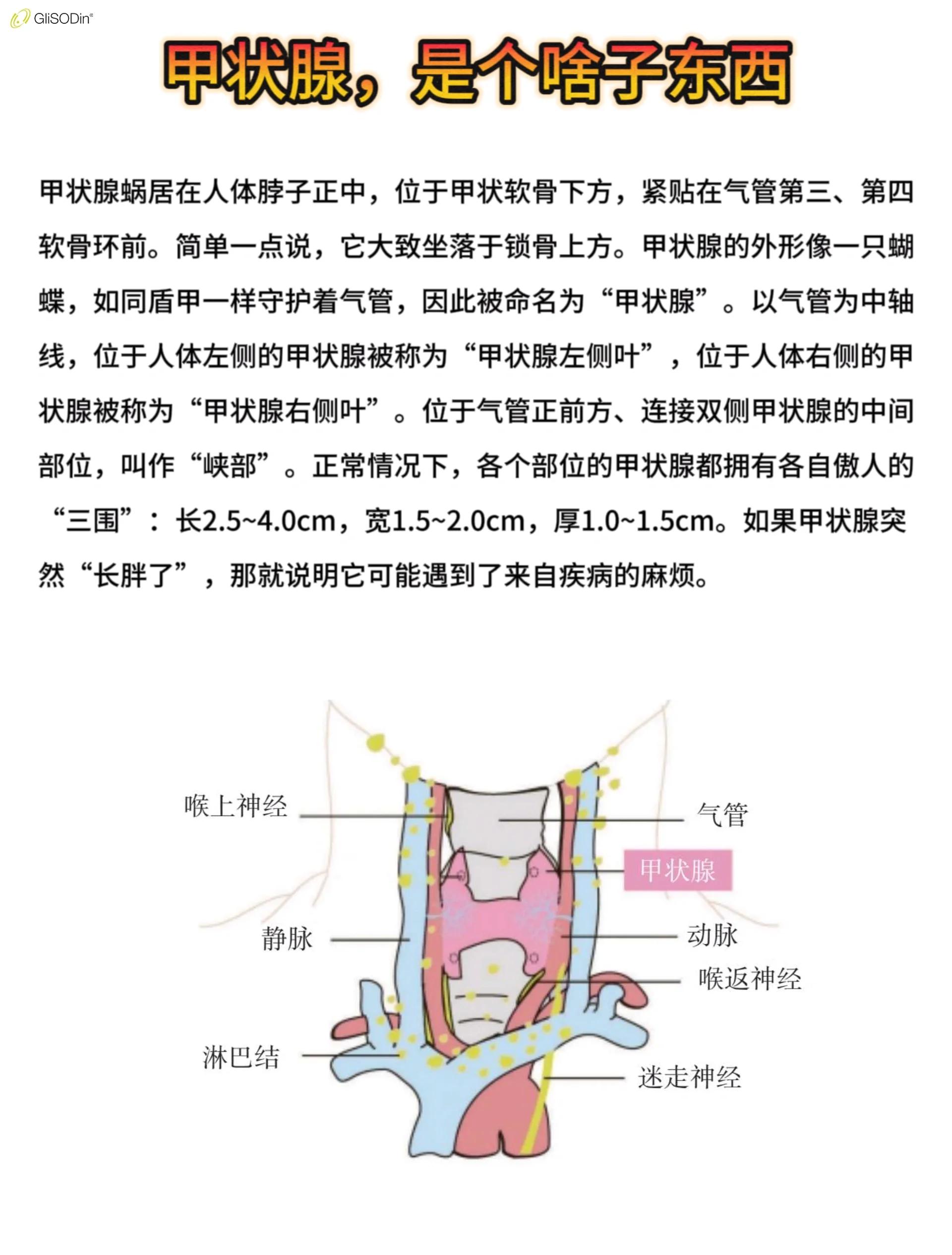 甲状腺的主要功能