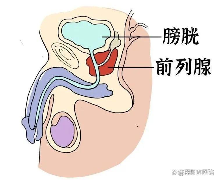 什么是前列腺?