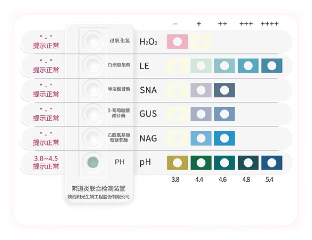 阴道微生态是什么