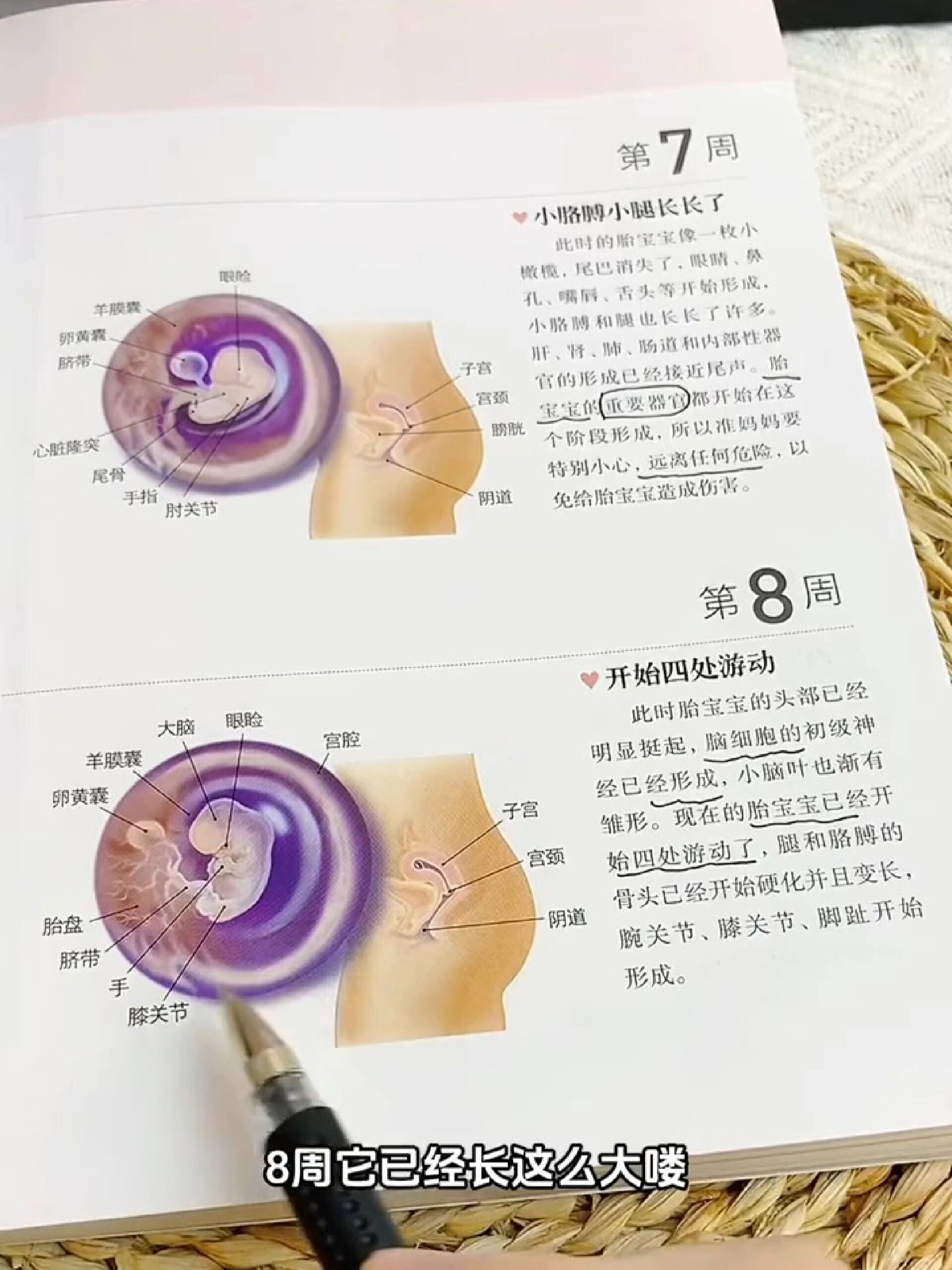 孕八周,孕囊正常大小是多少