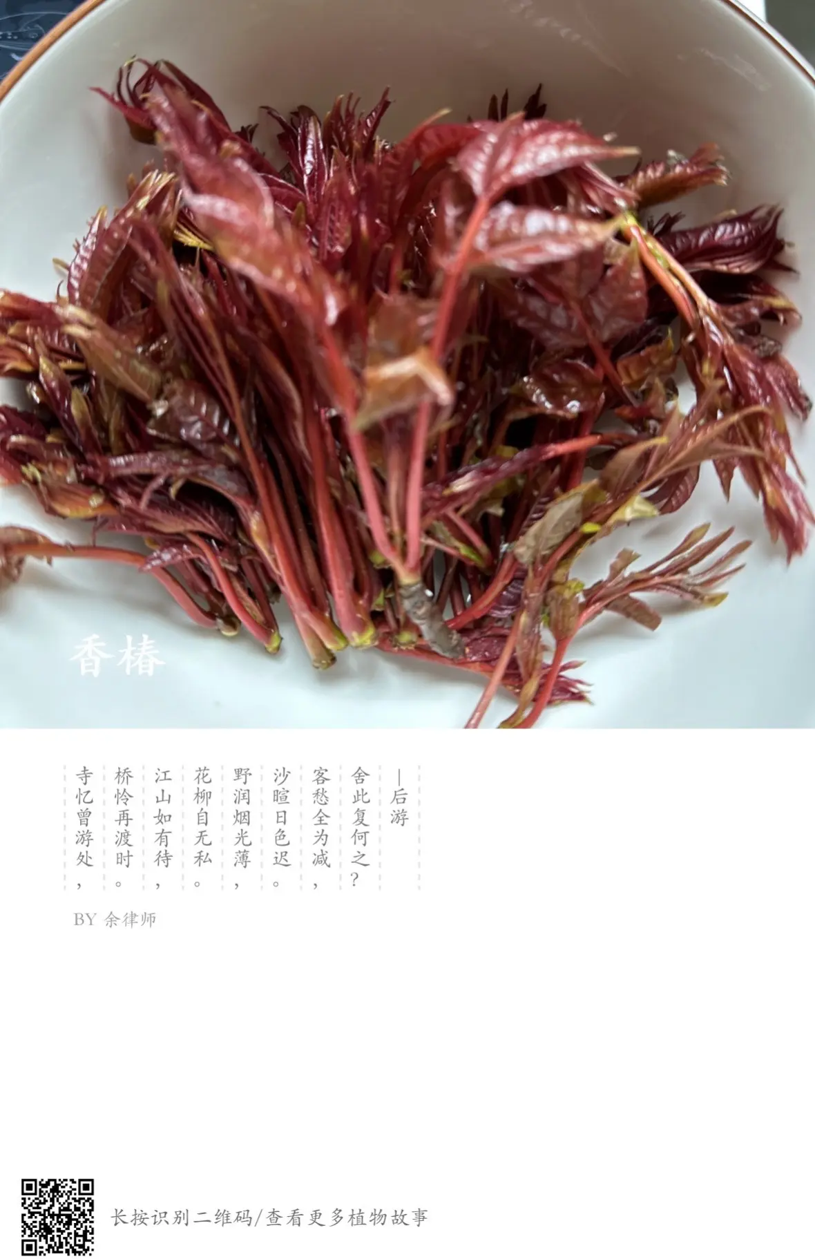 香椿花的作用是什么?