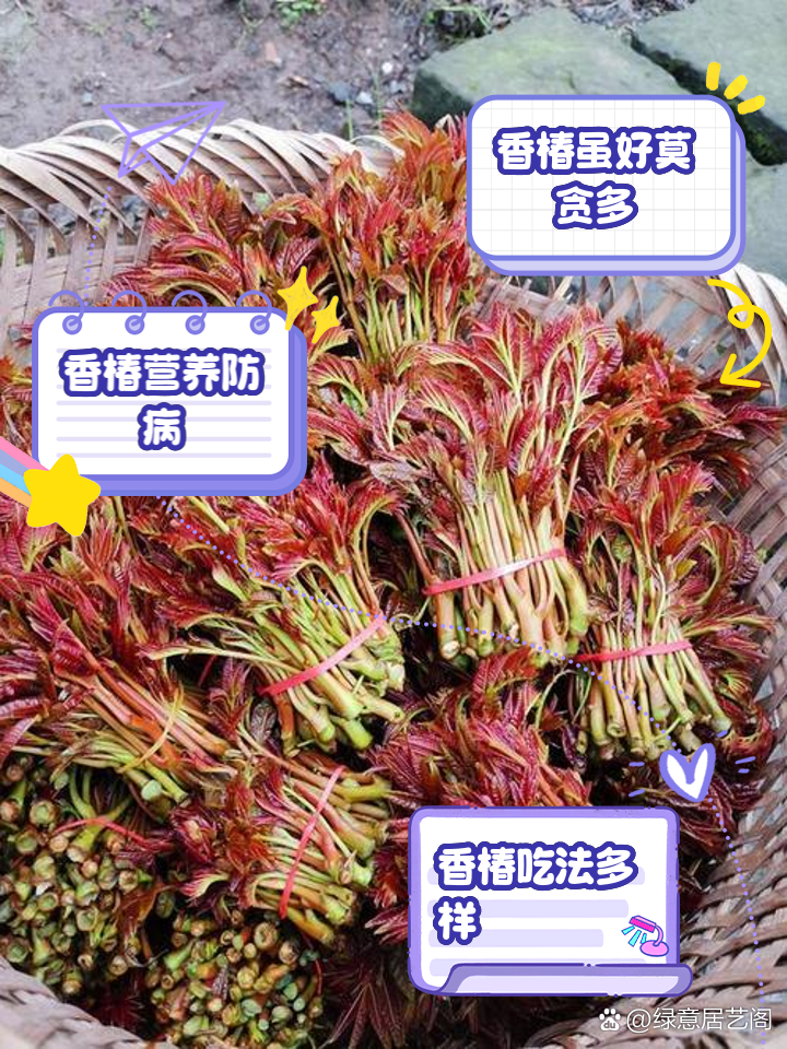香椿花的作用是什么?