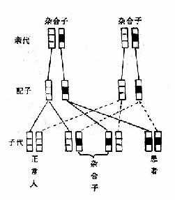 什么是常染色体显性遗传病