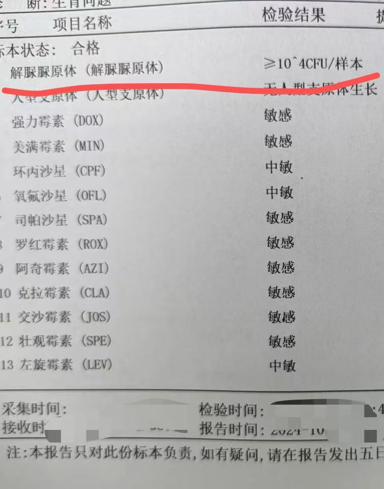 男性解脲支原体(阳性)