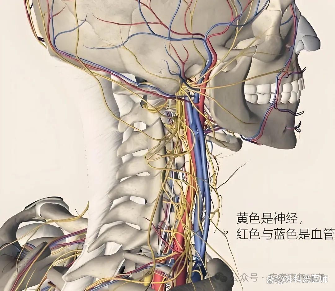 颈椎病的分型