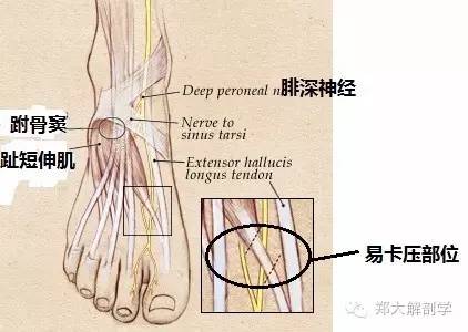 腓总神经解剖位置在哪里?