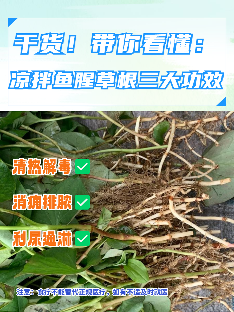 鱼腥草的作用和功效是什么?